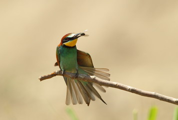 animal