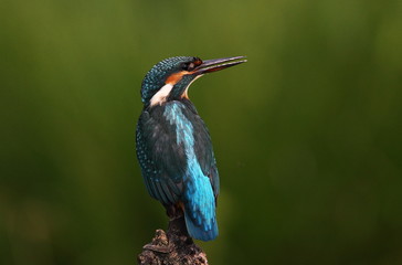 animal