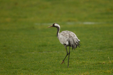 animal