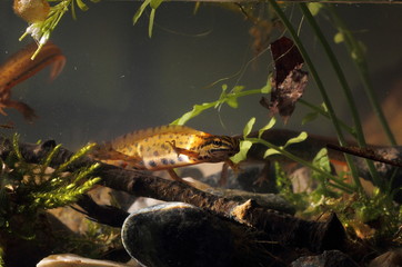 Obraz premium animal