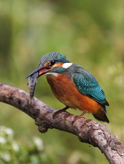 animal
