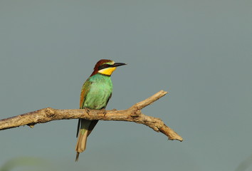 animal