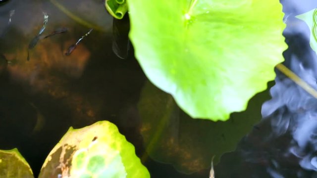 Guppy fish swim in bowl with aquatic/lotus plants in the water. Natural environment, Top view.