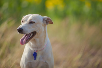 Obraz premium The dog is smiling. (Intended to the dog eyes with background blur)