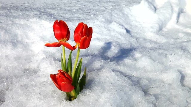 Red tulips in the ice of a snow-covered lake on a festive day