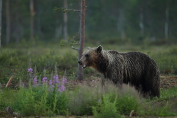 Naklejka premium Animal