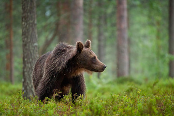 Naklejka na ściany i meble Animal