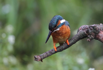 Animal
