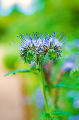 Flowers of the lacy phacelia, Phacelia tanacetifolia