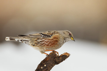 Animal