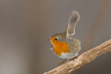 Animal