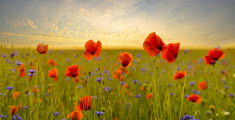 Poppies field