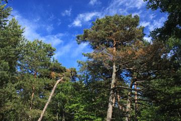 Fototapeta premium The tops of the pines in coniferous forest. National park Curonian Spit, Russia.