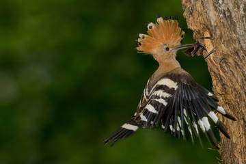 animal