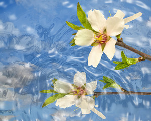 flowers water drops almonds