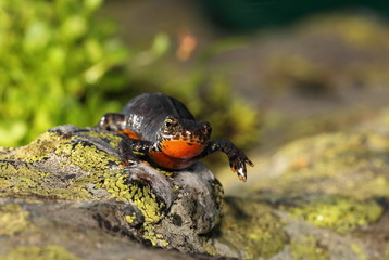 animal