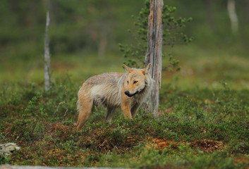 animal