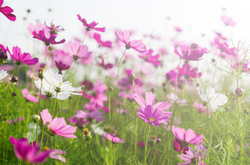 Group of pastel color cosmos outdoor