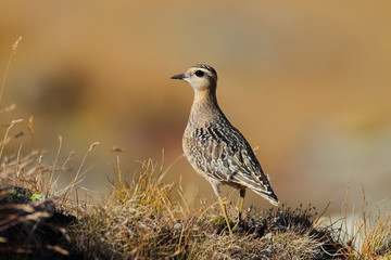 animal