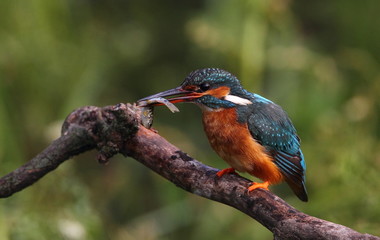 animal