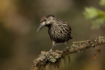 animal