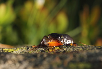 animal