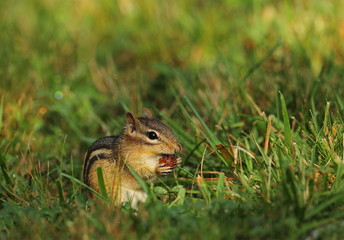 animal