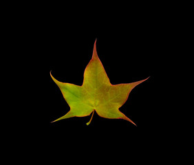 maple leaf isolated on black background