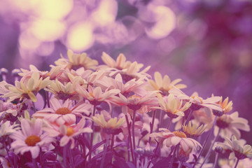 Red vintage flower background. Flowers in a garden