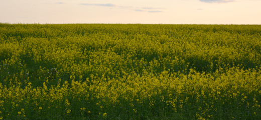 Beautiful spring, evening landscape: sunset over a flowering canola field,panorama