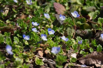 オオイヌノフグリ