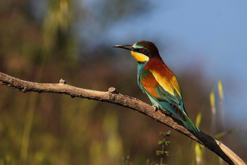animal
