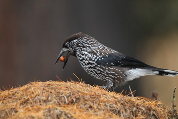 animal