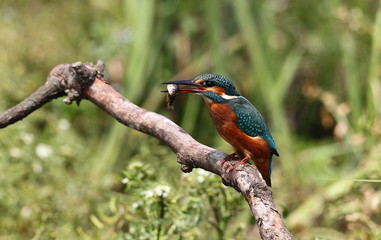 animal