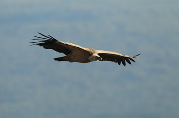 Obraz premium animal