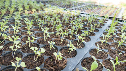 young baby plants growing in germination sequence on fertile soil