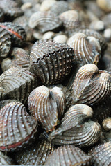 cockles raw seafood ready for cooking closeup.