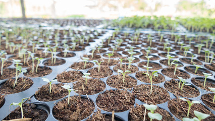 young baby plants growing in germination sequence on fertile soil