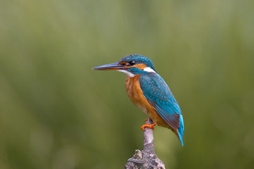 Obraz premium Animal