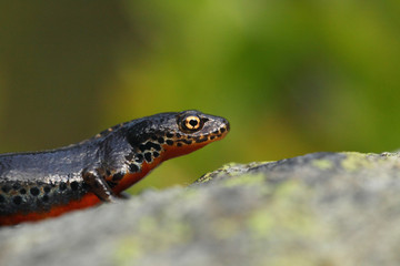 Animal