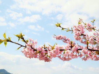 河津桜