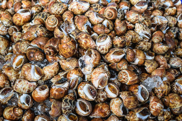 fresh snail Spotted babylon wich ice in seafood market.