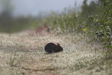 Animal