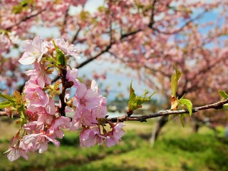 河津桜