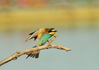 Animal