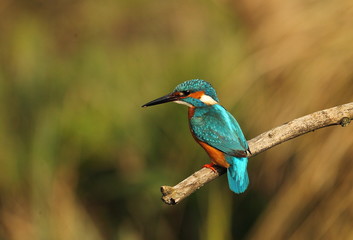 Animal