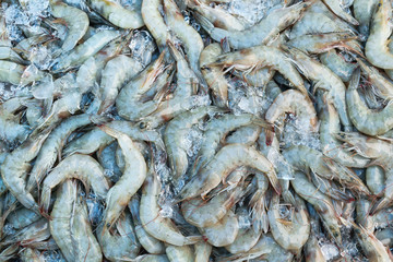 manyfresh shrimp top on ice in market.
