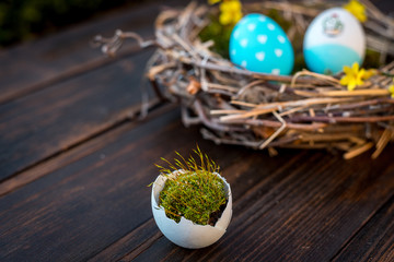 Moss in an egg-shell