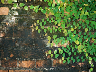 Green Creeper Plant On Brick wall