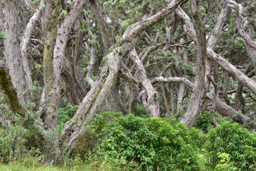 Dense trunks of native pohutukawa trees among other greenery of new Zealand.